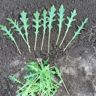 Wild Rocket Seedlings