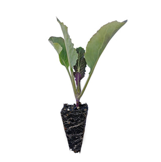 Cauliflower Seedlings (Yellow)