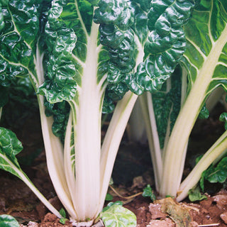 Silverbeet Seedlings