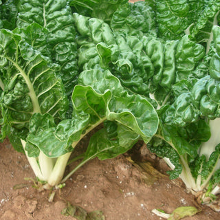 Silverbeet Seedlings