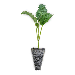 Tuscan Kale Seedlings