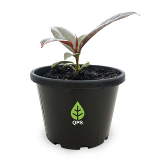 Ficus elastica Ruby