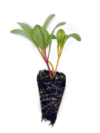 Silverbeet Seedlings (Coloured) - Grow At Home Range - Quality Plants & Seedlings