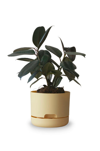 Designer Plant Pot