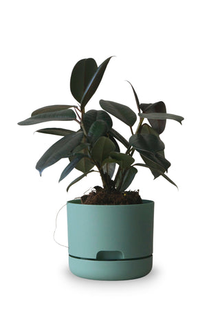 Designer Plant Pot