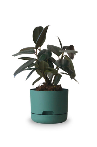 Designer Plant Pot