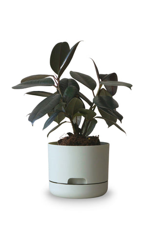 Designer Plant Pot