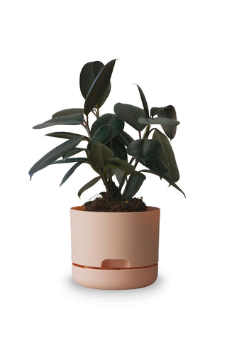 Designer Plant Pot