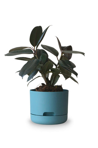 Designer Plant Pot