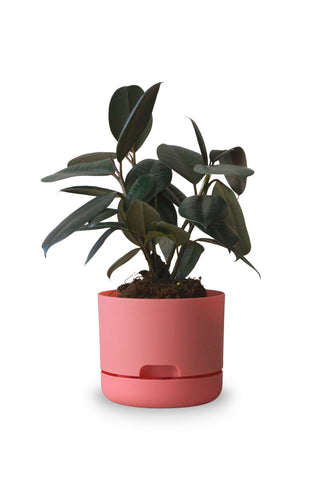 Designer Plant Pot