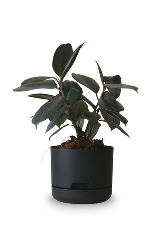 Designer Plant Pot