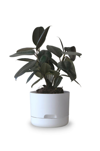 Designer Plant Pot