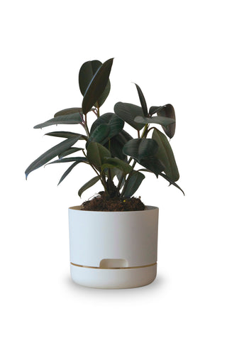 Designer Plant Pot