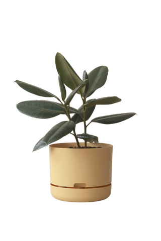 Designer Plant Pot