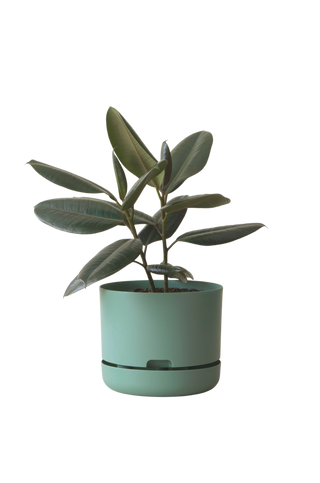 Designer Plant Pot