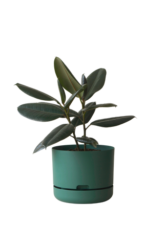 Designer Plant Pot