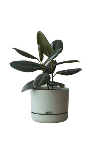 Designer Plant Pot