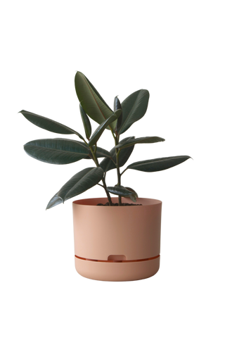 Designer Plant Pot