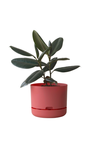 Designer Plant Pot