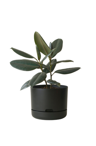 Designer Plant Pot