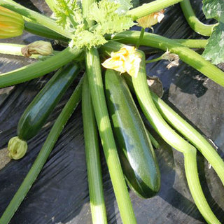 Zucchini Seedlings - Quality Plants &  Seedlings