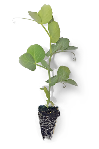 Snow Pea Seedlings