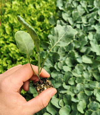 Broccoli Seedlings (x10) - Quick-Pick Seedlings