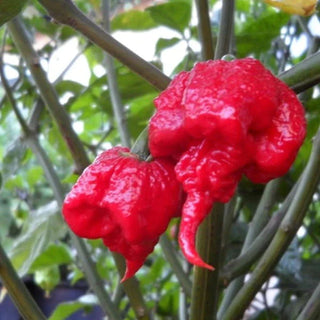 Carolina Reaper Seedlings