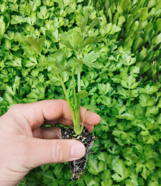 Celery Seedlings (x10) - Quick-Pick Seedlings