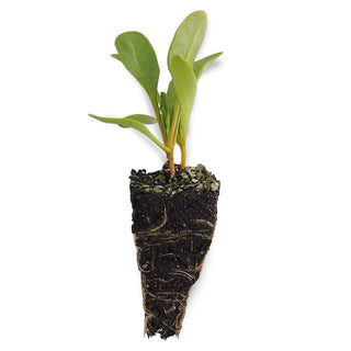 Beetroot Seedlings (Golden)