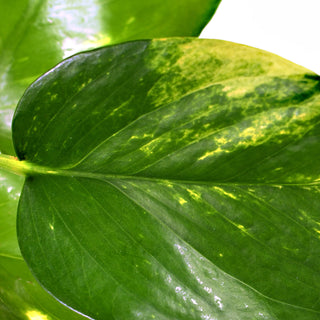 Epipremnum aureum (Devil's Ivy)