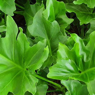 Philodendron bipinnatifidum Shangri La