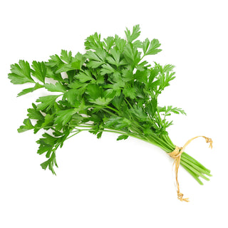 Coriander Seedlings