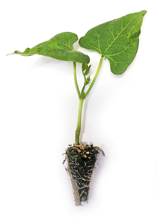 String Bean Seedlings